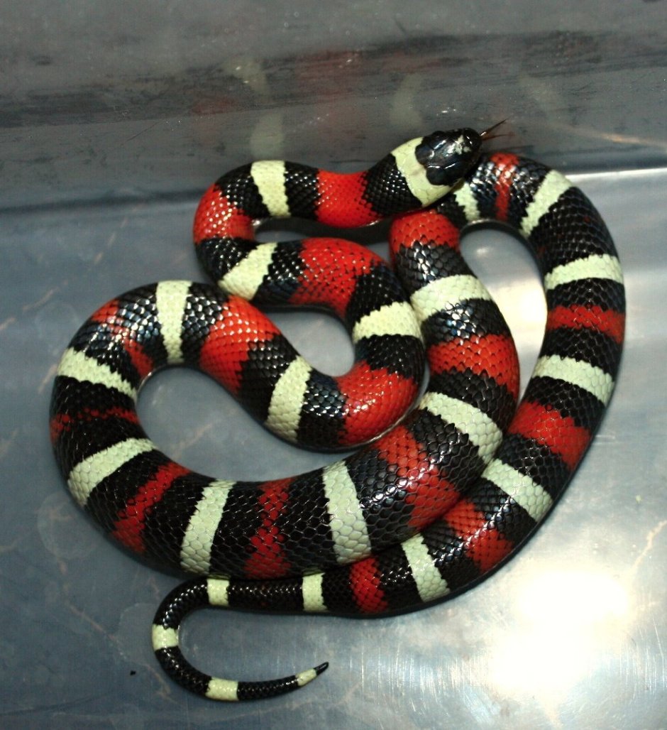 Королевская змея (Lampropeltis)
