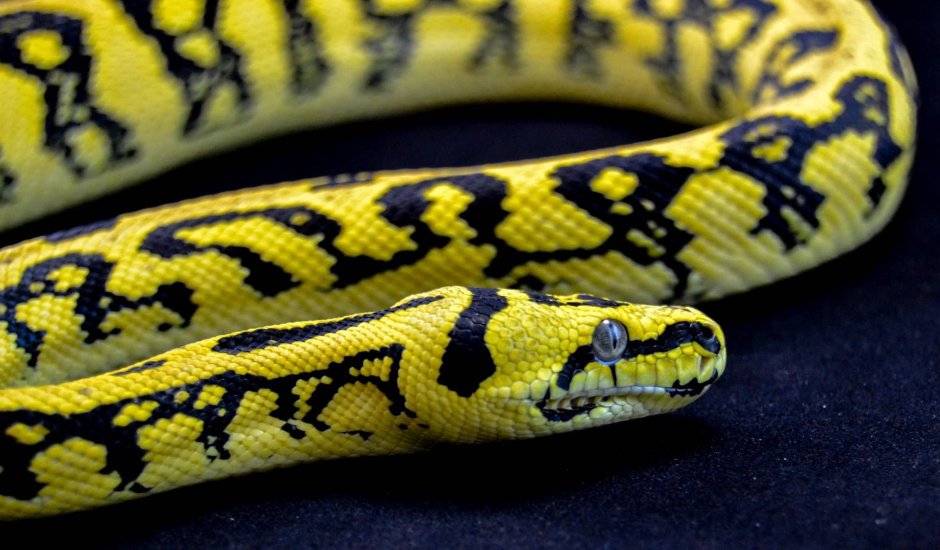 Morelia spilota, Ковровый питон