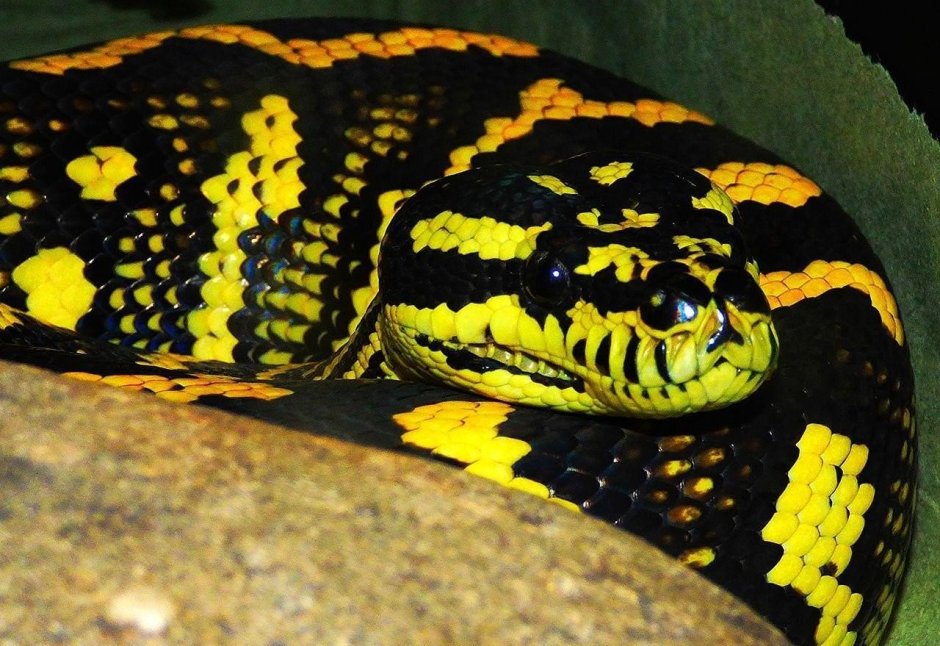 Питон Чейни (Morelia spilota).