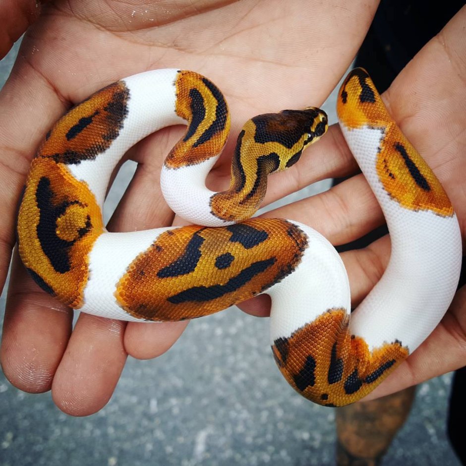 Королевский питон