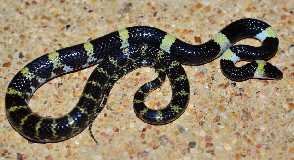 Lycodon Laoensis