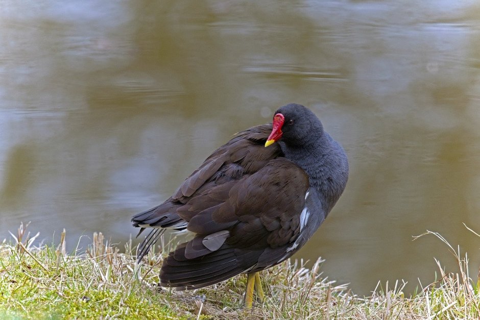 Камышница (Moorhen)