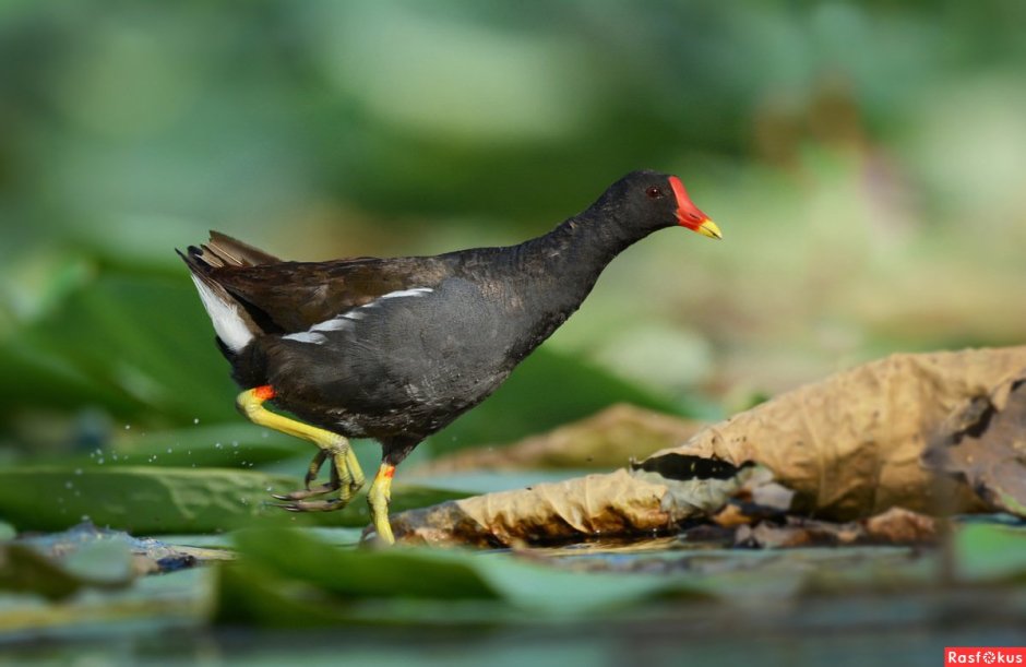 Камышница Gallinula chloropus