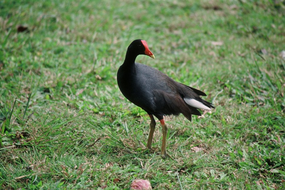 Птица Moorhen