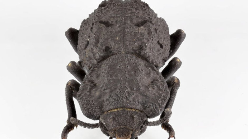 Nosoderma Diabolicum Жук