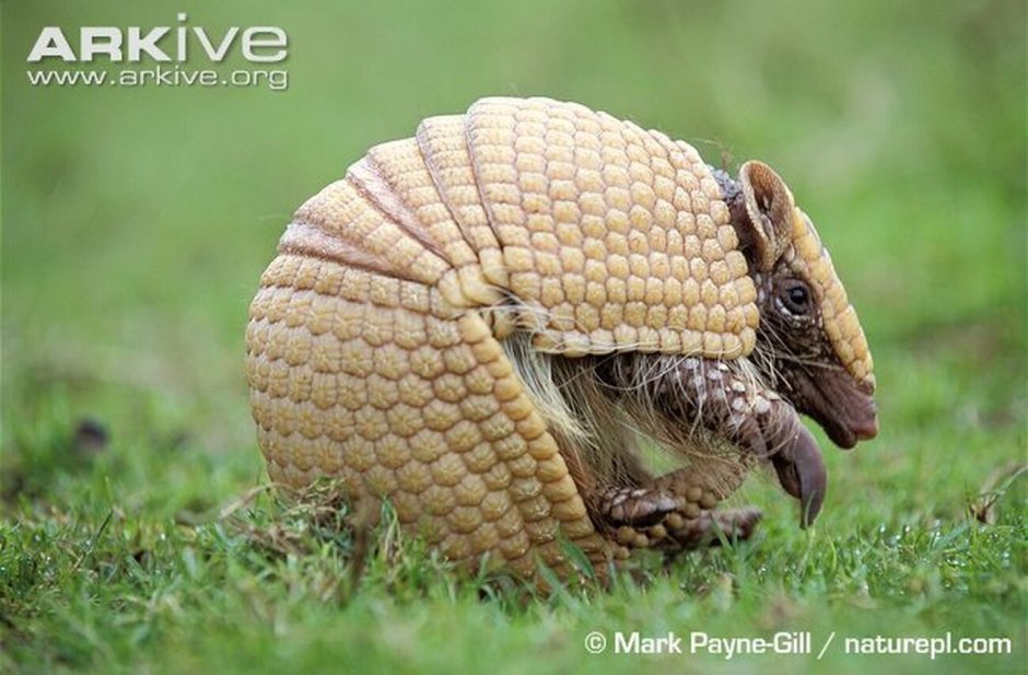 Tolypeutes tricinctus