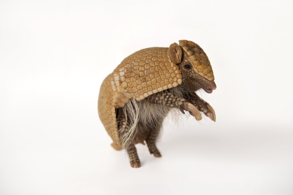 Трехпоясный броненосец (Tolypeutes tricinctus)