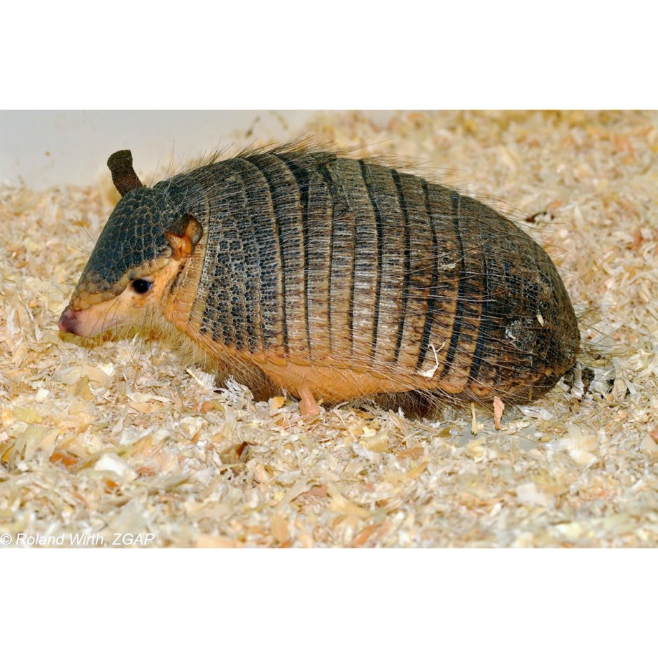 Щетинистый броненосец (Chaetophractus villosus)