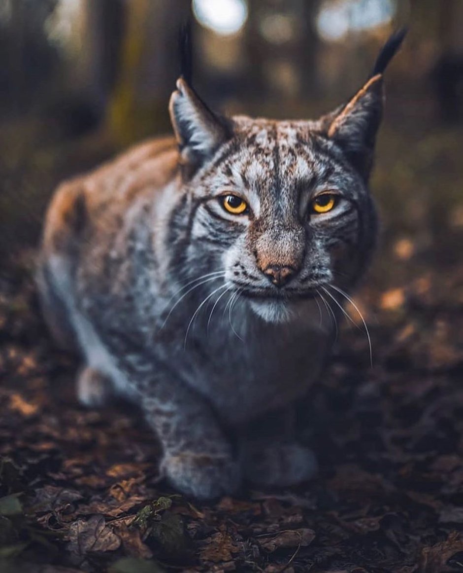 Мистическая Рысь