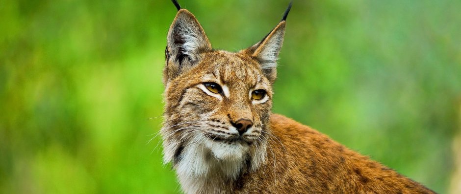Рысь Hunter COTW