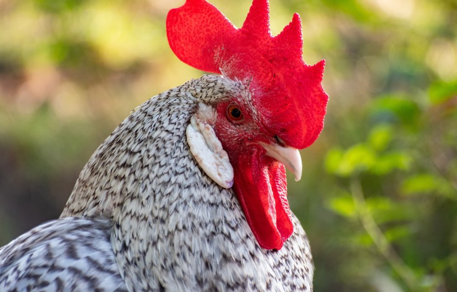 Cock portrait