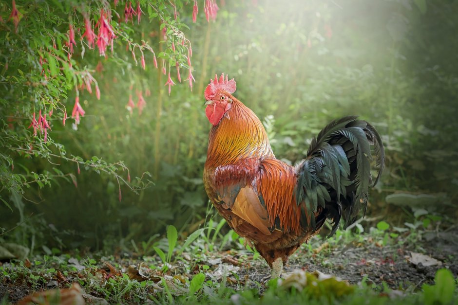 Гибискус Bantam Rooster