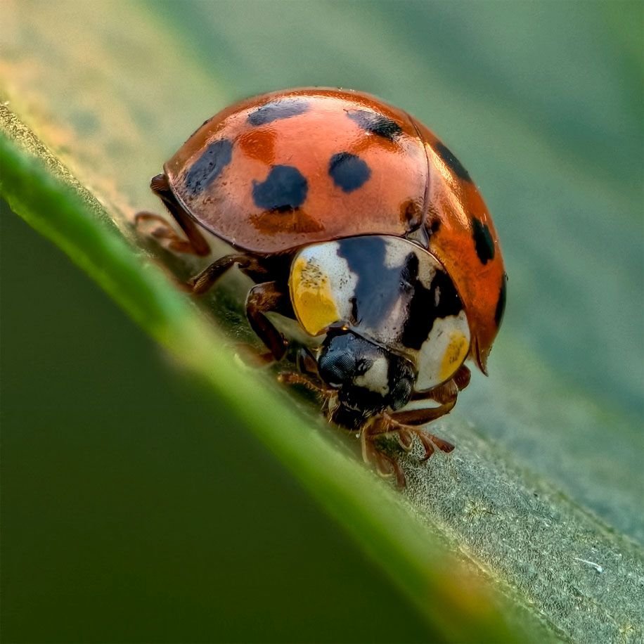 Милые букашки