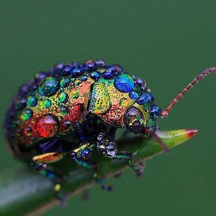 Жук злаковый Листоед