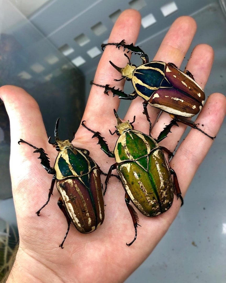 Цветочный Жук Mecynorrhina torquata