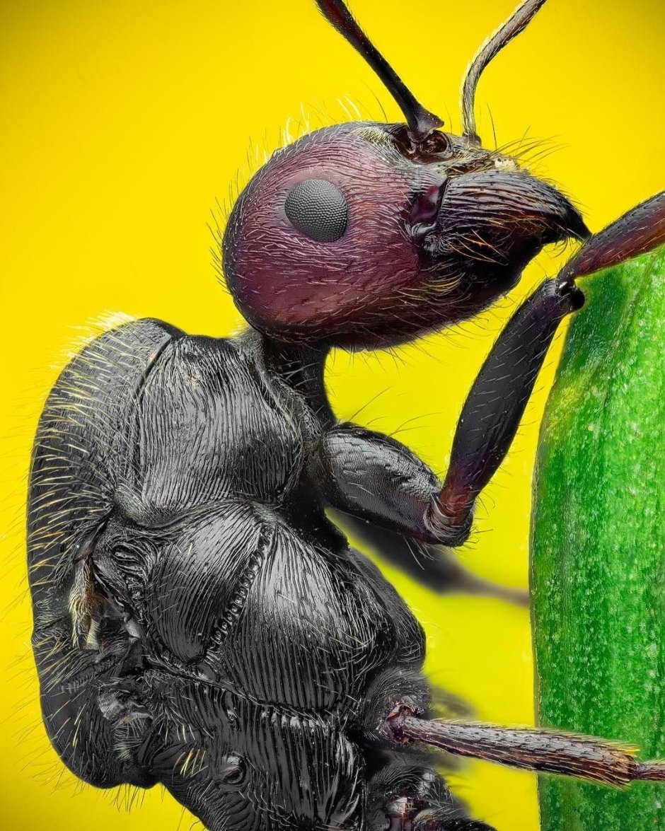 Гибриды насекомых