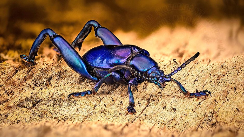 Синий рогатый Жук