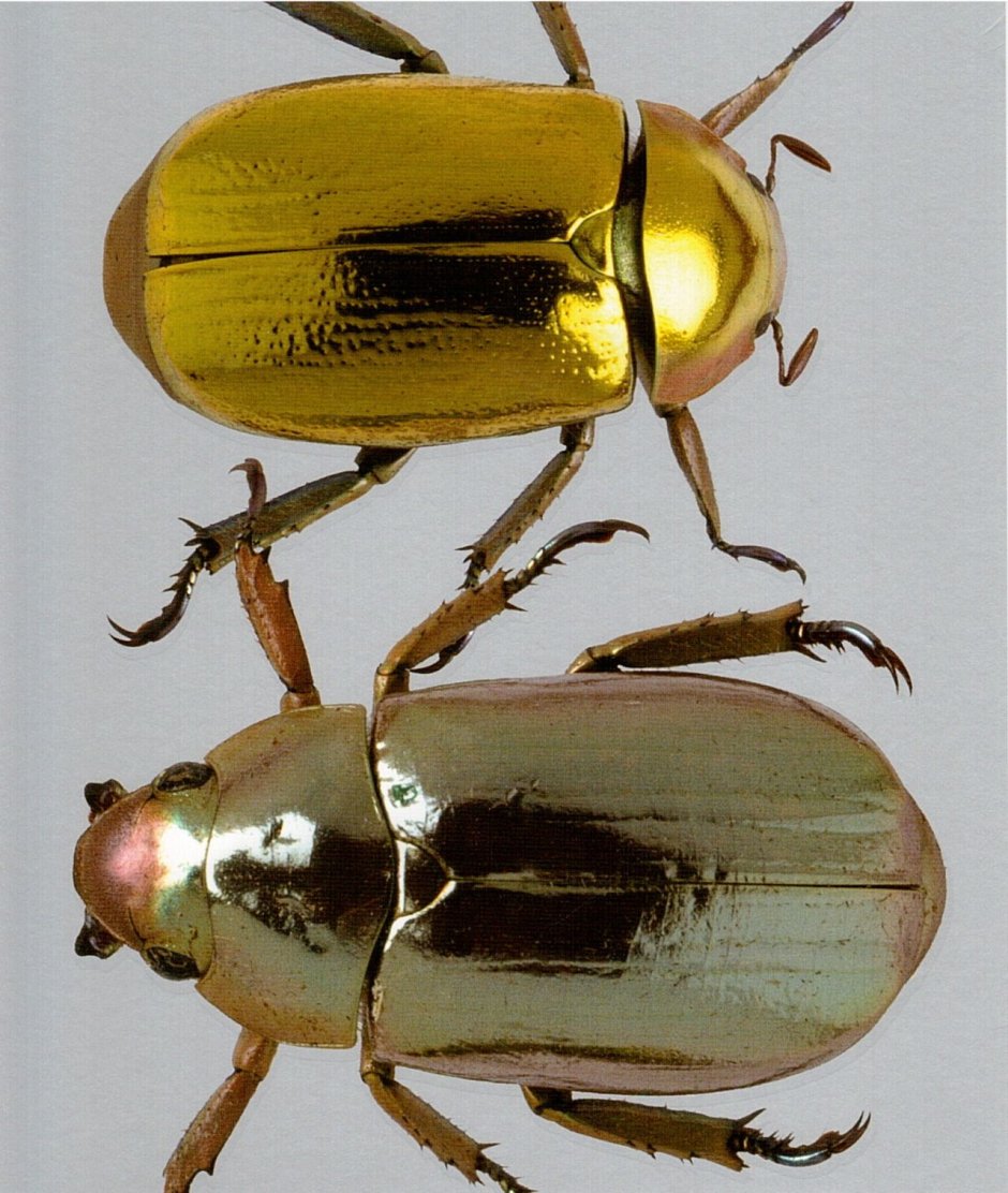 Золотой Жук насекомое