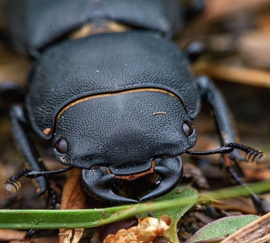 Жук Бегемот