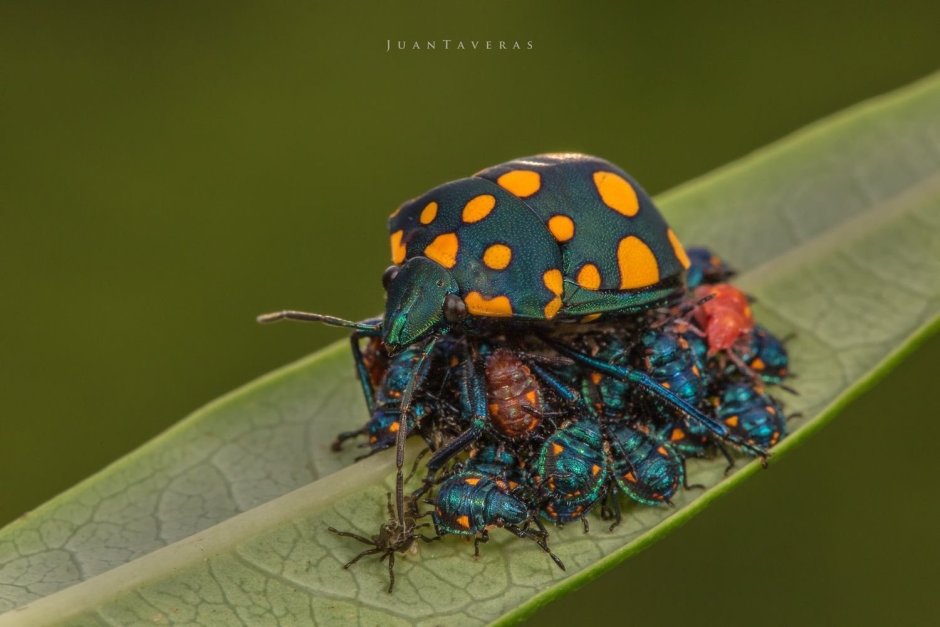 Жуки и пауки