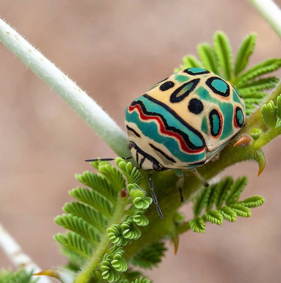 Клоп Пикассо