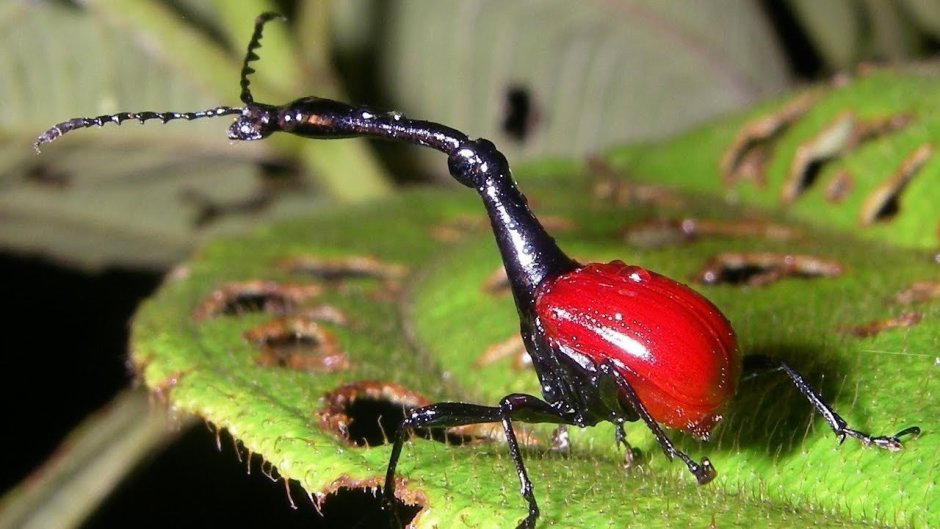 Трубковёрт кокон