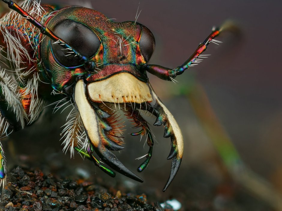 Мандибулы жука