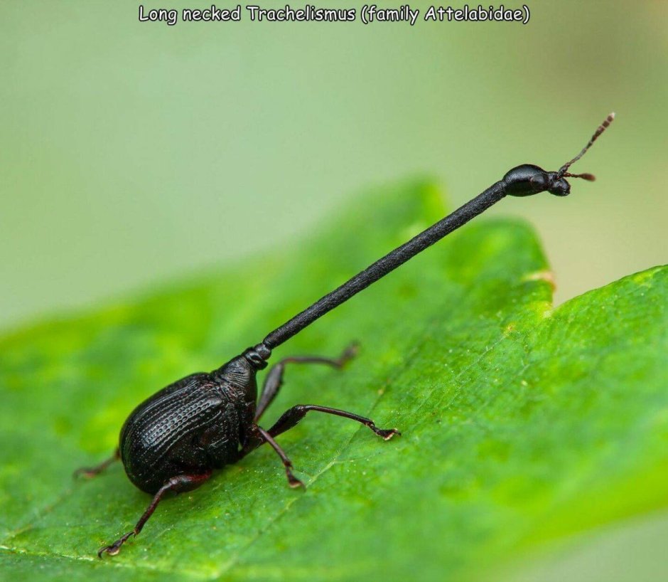 Жук Trachelophorus Giraffa