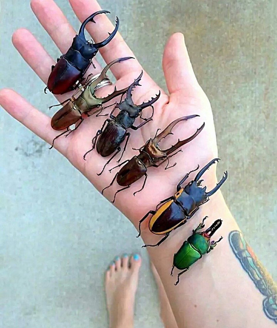 Жук на руке