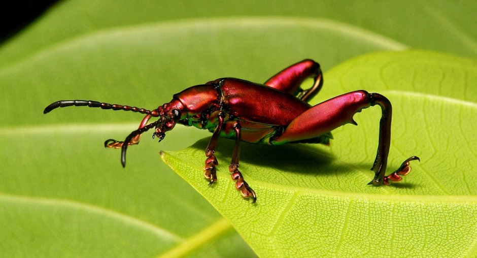 Sagra femorata Жук