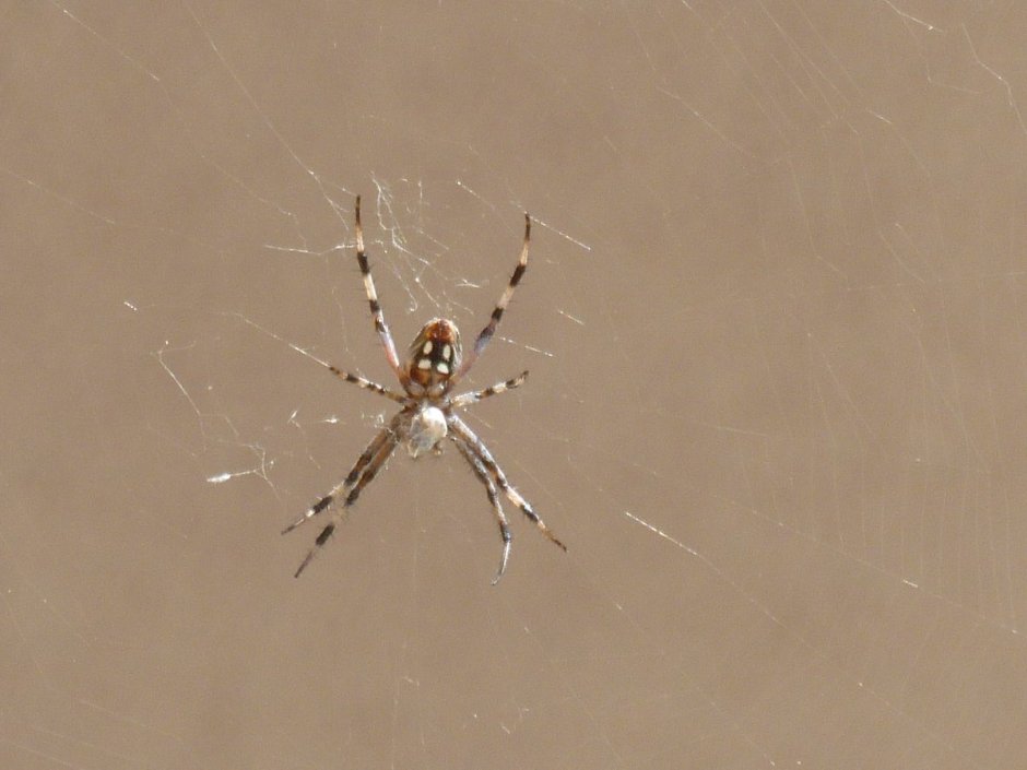 Паук Eusparassus walckenaerius