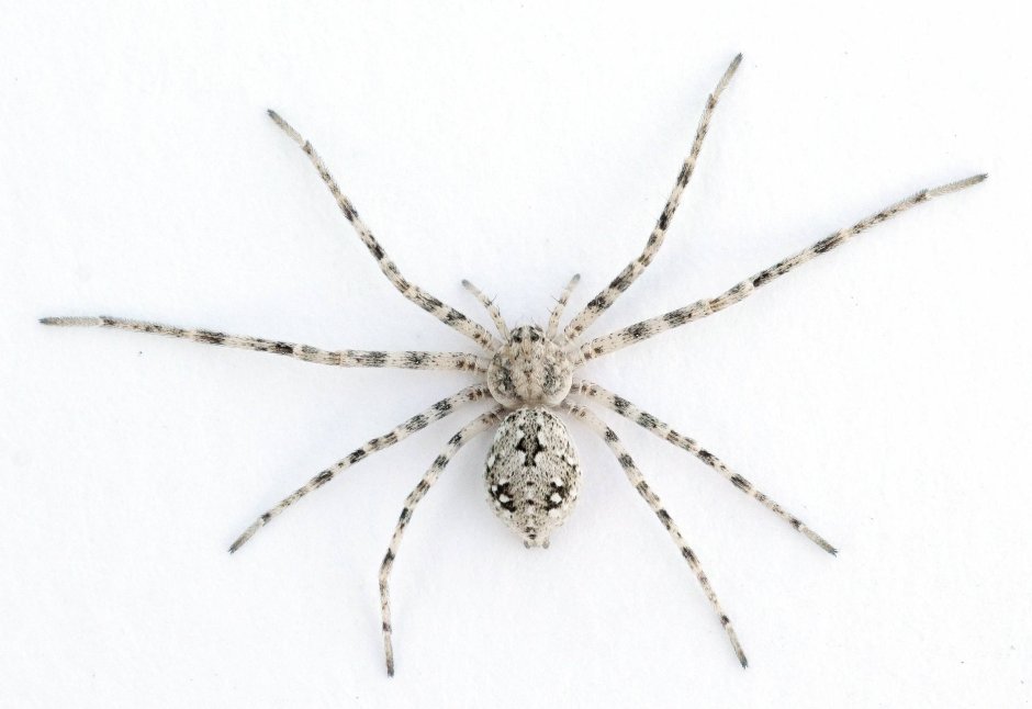 Садовый паук (Araneus diadematus