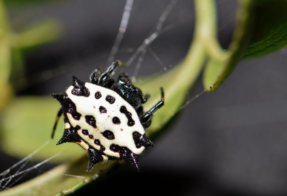Spiny Orb Weaver Spider