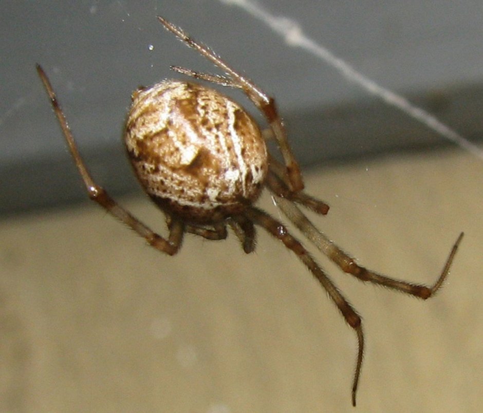 Brown Widow Egg