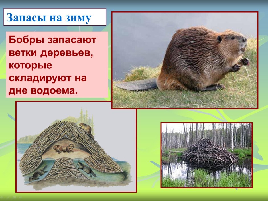 Бобр запасает корм на зиму