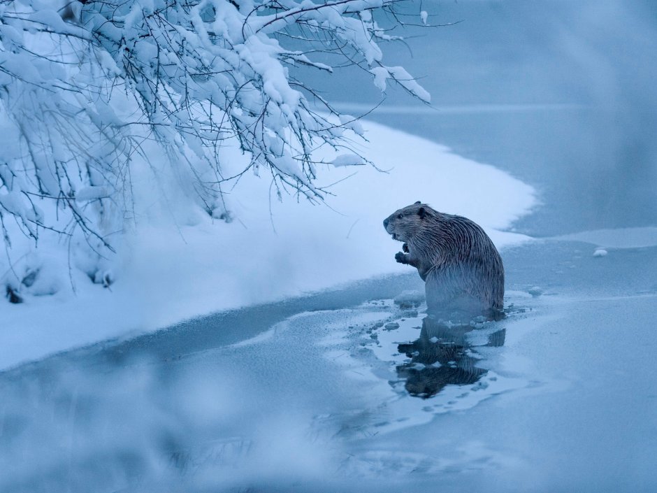 Бобер в снегу