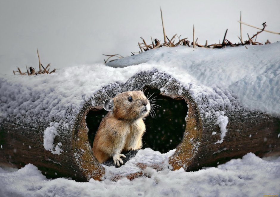 Животные под снегом