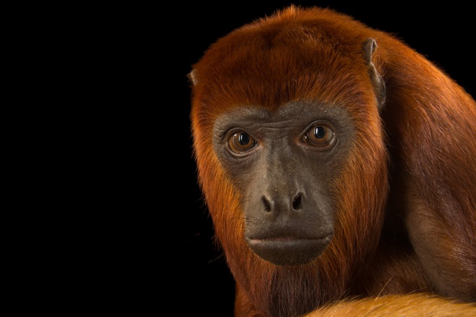Alouatta Arctoidea