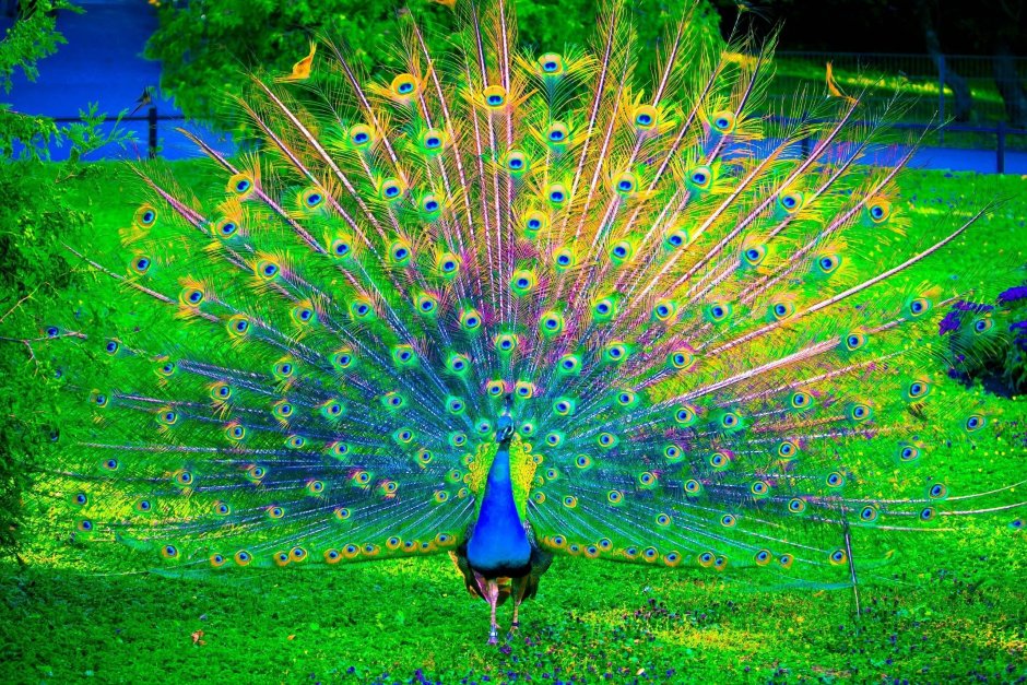 Зелёный Павлин / Pavo muticus
