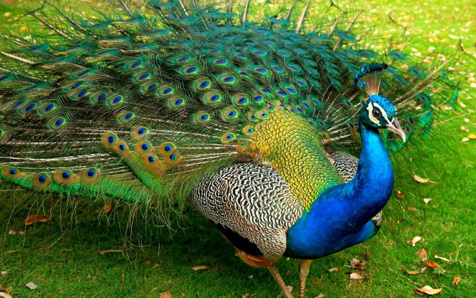 Павлиний фазан (Polyplectron bicalcaratum)