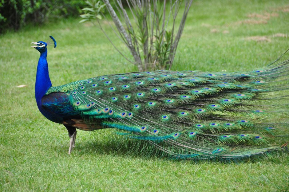 Павлин (Pavo cristatus)
