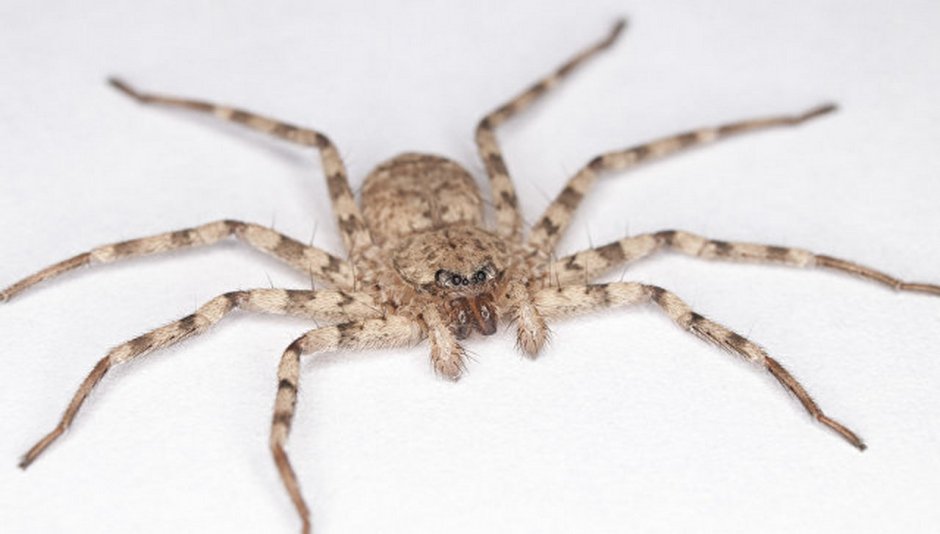 Heriaeus melloteei