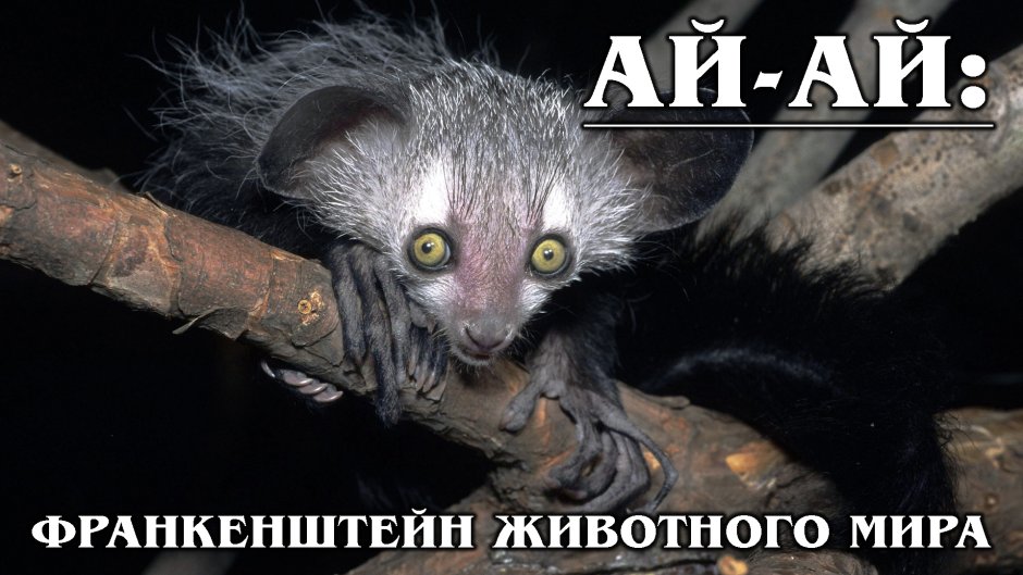 Мадагаскарская руконожка