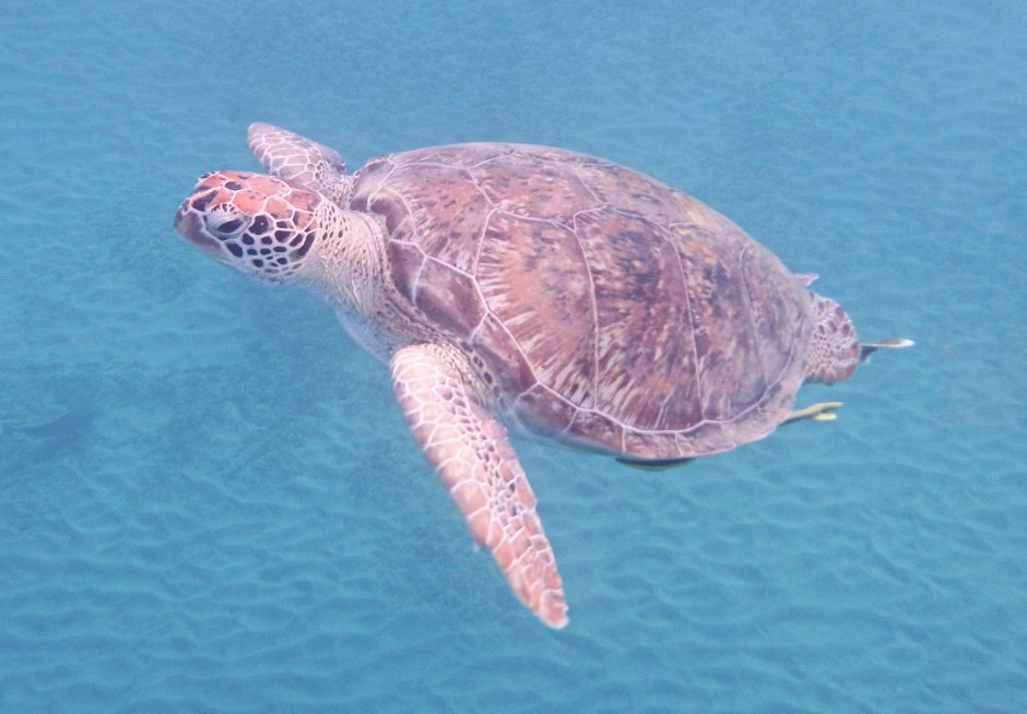 Chelonia mydas
