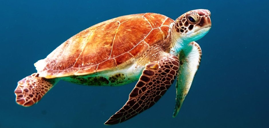Хоксбильская морская черепаха
