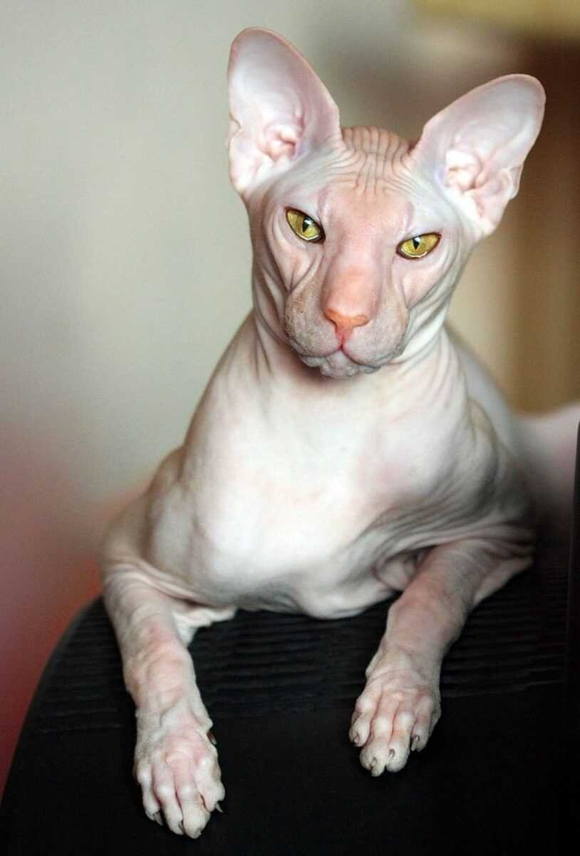 Сфинкс Петерболд