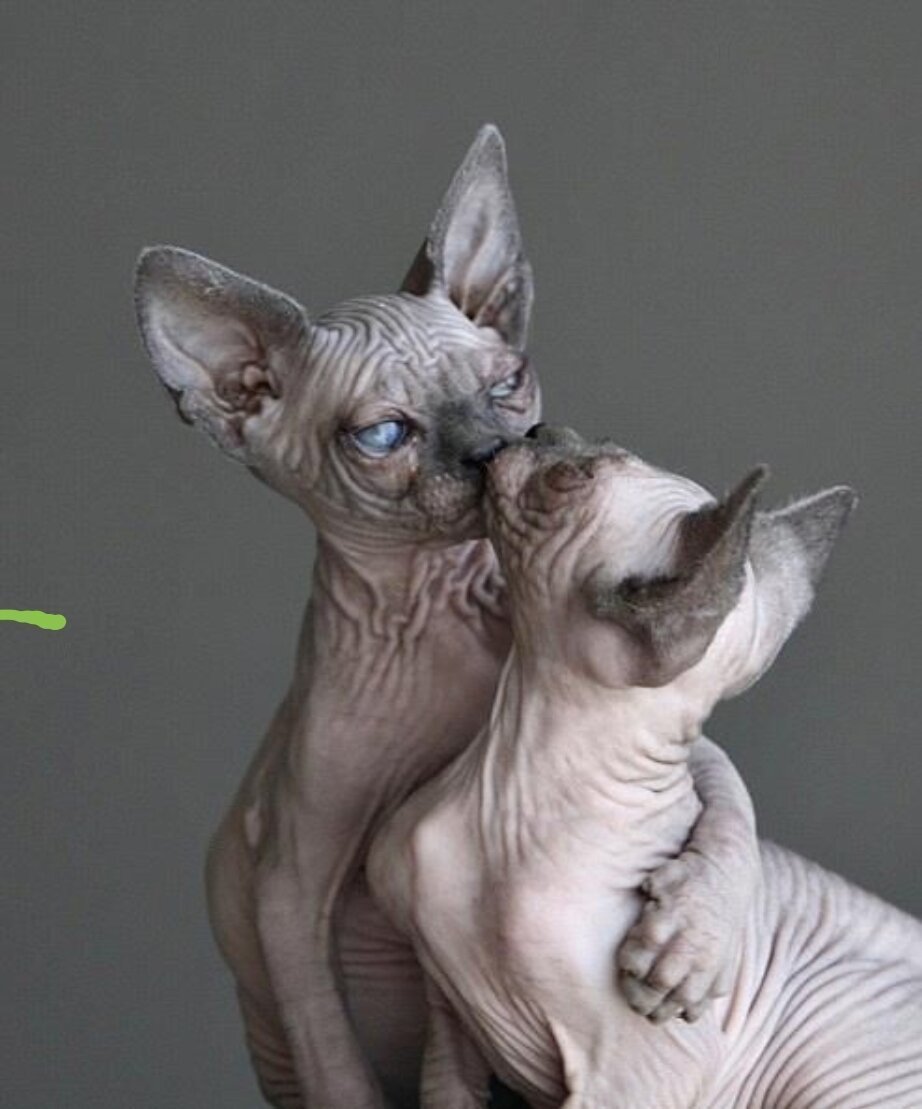 Сфинкс Котопес