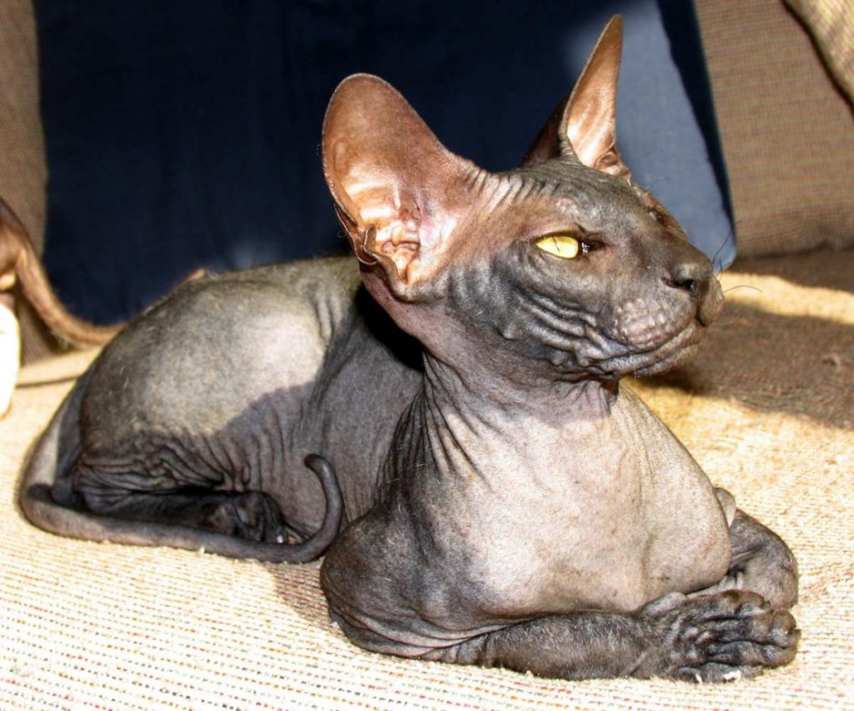 Сфинкс Петерболд