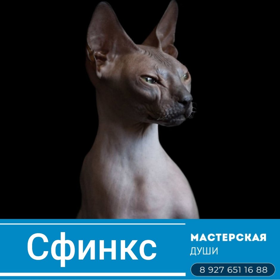 Сфинкс сидит у стены