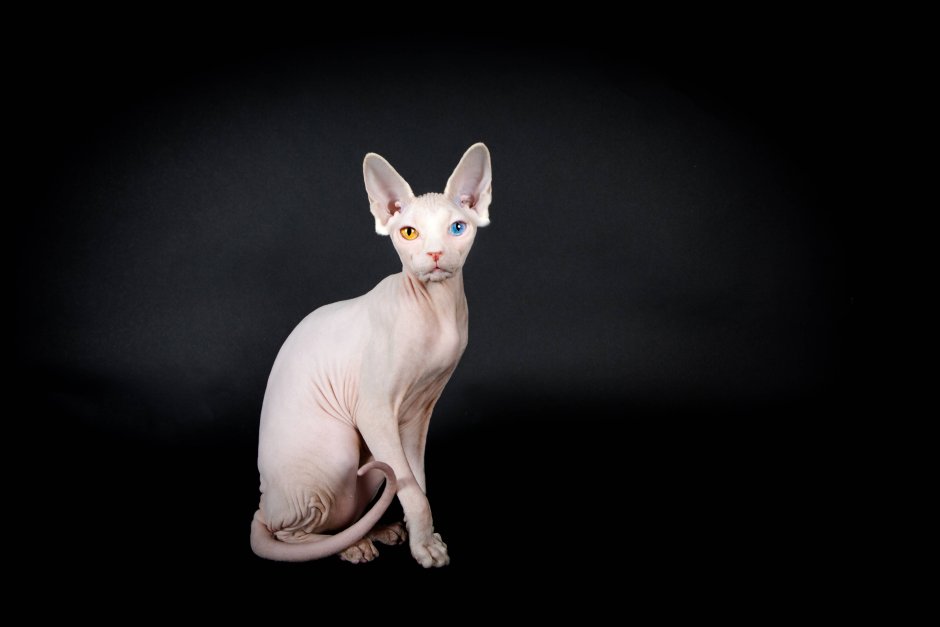 Петербургский сфинкс кошка с шерстью